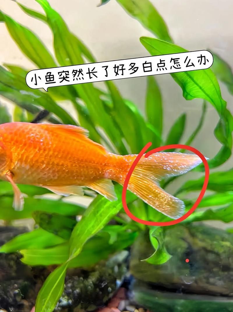 如何判斷金魚是否健康,如何判斷金魚的健康狀況 龍魚百科 第3張 如何判斷金魚是否健康,如何判斷金魚的健康狀況 如何判斷金魚是否健康,如何判斷金魚的健康狀況 龍魚百科 第3張