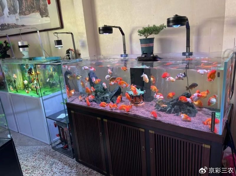 如何判斷金魚是否健康，如何判斷金魚的健康狀況 如何判斷金魚是否健康，如何判斷金魚的健康狀況 龍魚百科 第15張