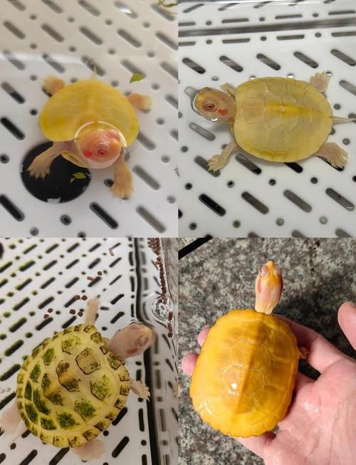 如何辨別臺(tái)灣烏龜龍魚(yú)活苗的質(zhì)量?,如何辨別臺(tái)灣烏龜龍魚(yú)個(gè)體的俗稱 龍魚(yú)百科 第4張 如何辨別臺(tái)灣烏龜龍魚(yú)活苗的質(zhì)量?,如何辨別臺(tái)灣烏龜龍魚(yú)個(gè)體的俗稱 如何辨別臺(tái)灣烏龜龍魚(yú)活苗的質(zhì)量?,如何辨別臺(tái)灣烏龜龍魚(yú)個(gè)體的俗稱 龍魚(yú)百科 第4張