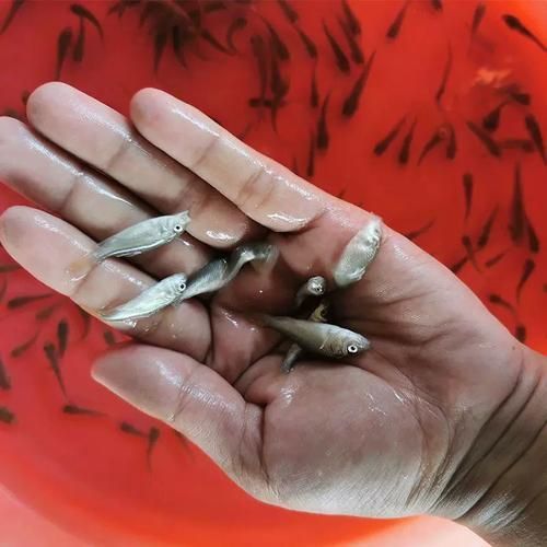 如何辨別臺(tái)灣烏龜龍魚(yú)活苗的質(zhì)量?,如何辨別臺(tái)灣烏龜龍魚(yú)個(gè)體的俗稱 龍魚(yú)百科 第1張 如何辨別臺(tái)灣烏龜龍魚(yú)活苗的質(zhì)量?,如何辨別臺(tái)灣烏龜龍魚(yú)個(gè)體的俗稱 如何辨別臺(tái)灣烏龜龍魚(yú)活苗的質(zhì)量?,如何辨別臺(tái)灣烏龜龍魚(yú)個(gè)體的俗稱 龍魚(yú)百科 第1張