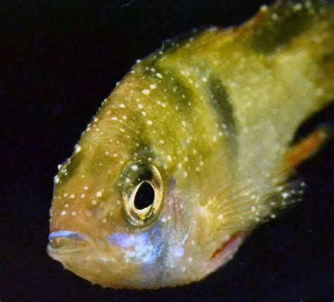 龍魚眼睛有白膜需要立即換水嗎?,龍魚眼睛出現白膜需要立即換水嗎 龍魚百科 第2張 龍魚眼睛有白膜需要立即換水嗎?,龍魚眼睛出現白膜需要立即換水嗎 龍魚眼睛有白膜需要立即換水嗎?,龍魚眼睛出現白膜需要立即換水嗎 龍魚百科 第2張