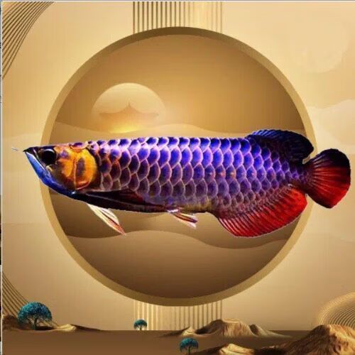 紅龍魚幼苗的價格是多少，紅龍魚幼苗價格是多少 紅龍魚幼苗的價格是多少，紅龍魚幼苗價格是多少 龍魚百科 第3張