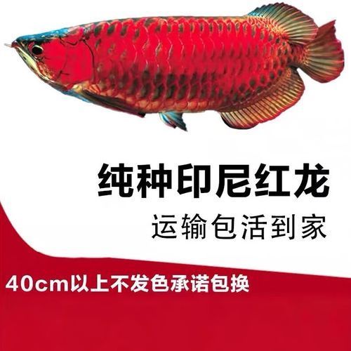 紅龍魚幼苗的價格是多少，紅龍魚幼苗價格是多少 紅龍魚幼苗的價格是多少，紅龍魚幼苗價格是多少 龍魚百科 第6張