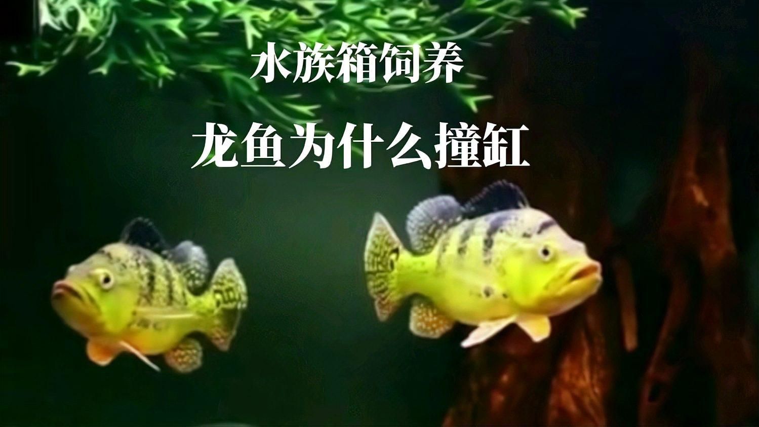 龍魚蹭缸后多久會恢復正常？