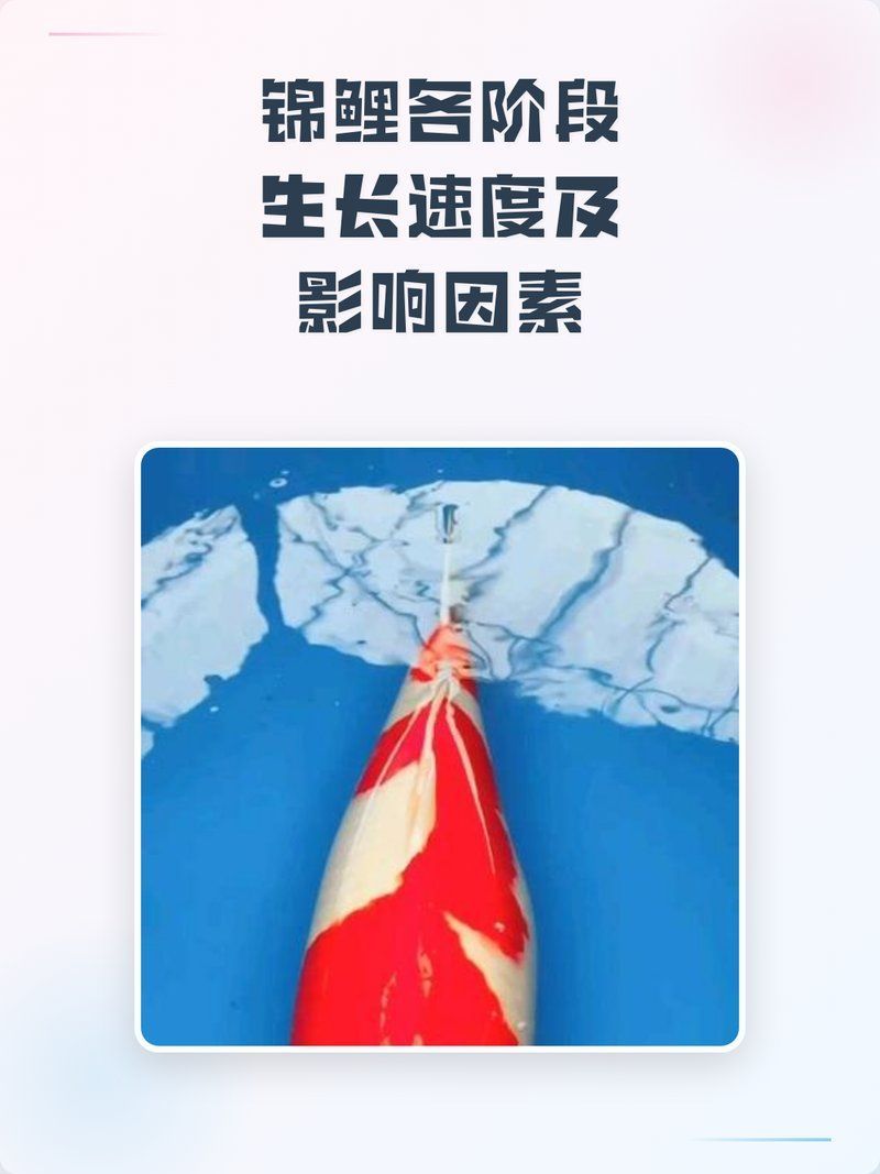 白寫(xiě)錦鯉的成長(zhǎng)速度有多快？，白寫(xiě)錦鯉的成長(zhǎng)速度對(duì)其成長(zhǎng)速度的詳細(xì)解析 白寫(xiě)錦鯉的成長(zhǎng)速度有多快？，白寫(xiě)錦鯉的成長(zhǎng)速度對(duì)其成長(zhǎng)速度的詳細(xì)解析 龍魚(yú)百科 第1張