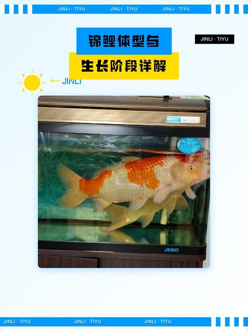 白寫(xiě)錦鯉的成長(zhǎng)速度有多快？，白寫(xiě)錦鯉的成長(zhǎng)速度對(duì)其成長(zhǎng)速度的詳細(xì)解析 白寫(xiě)錦鯉的成長(zhǎng)速度有多快？，白寫(xiě)錦鯉的成長(zhǎng)速度對(duì)其成長(zhǎng)速度的詳細(xì)解析 龍魚(yú)百科 第2張