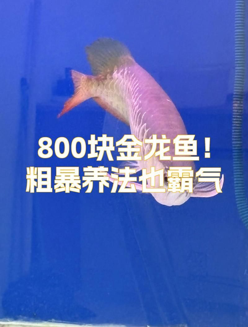 金龍魚幼苗期需要多久達到15cm 金龍魚幼苗期需要多久達到15cm 龍魚百科 第1張