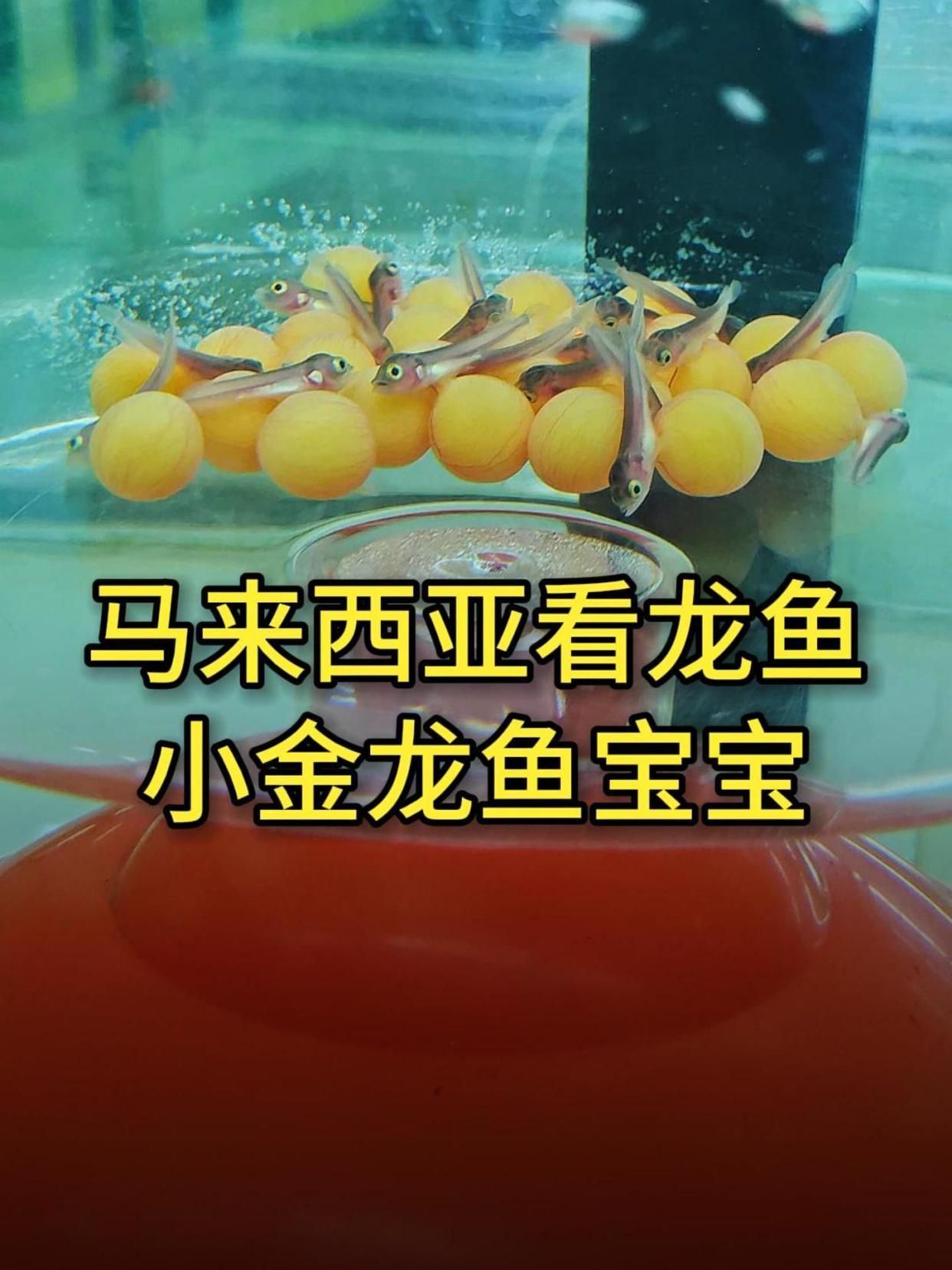 金龍魚幼苗期需要多久達到15cm 金龍魚幼苗期需要多久達到15cm 龍魚百科 第2張