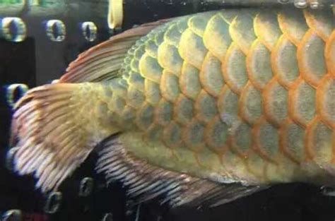 龍魚爛鰭是什么樣的，龍魚爛鰭怎么辦