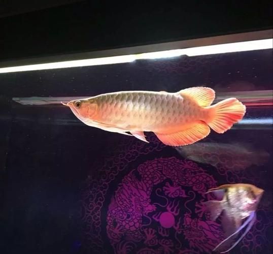如何判斷龍魚是否受到27000K燈光影響?,27000k燈光對龍魚是否受到27000k燈光影響的影響 龍魚百科 第5張 如何判斷龍魚是否受到27000K燈光影響?,27000k燈光對龍魚是否受到27000k燈光影響的影響 如何判斷龍魚是否受到27000K燈光影響?,27000k燈光對龍魚是否受到27000k燈光影響的影響 龍魚百科 第5張