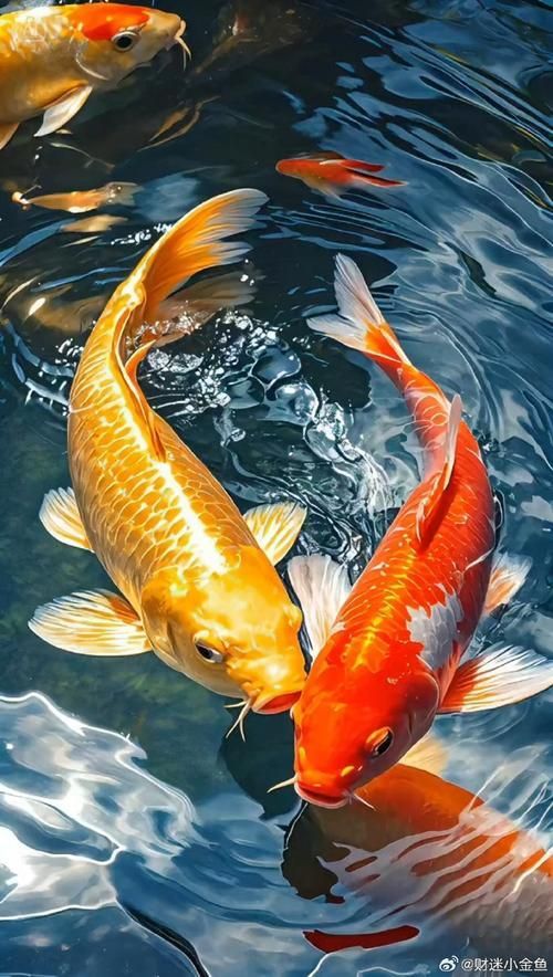 錦鯉魚圖片大全大圖,錦鯉魚圖片大全 龍魚百科 第12張 錦鯉魚圖片大全大圖,錦鯉魚圖片大全 錦鯉魚圖片大全大圖,錦鯉魚圖片大全 龍魚百科 第12張