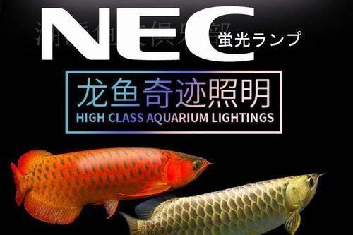 如何正確安裝nec龍魚專用燈？ 如何正確安裝nec龍魚專用燈？ 龍魚百科 第3張