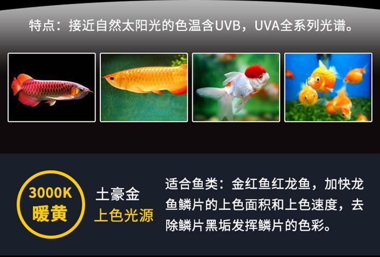 如何正確安裝nec龍魚專用燈？ 如何正確安裝nec龍魚專用燈？ 龍魚百科 第2張