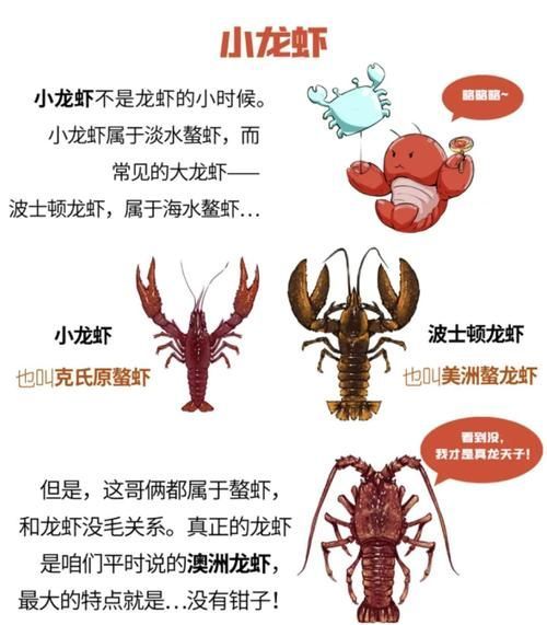 紅龍與澳龍的營養價值,澳洲龍蝦南橙挑水果,如何區分澳龍和紅龍哪個更受歡迎 龍魚百科 第1張 紅龍與澳龍的營養價值,澳洲龍蝦南橙挑水果,如何區分澳龍和紅龍哪個更受歡迎 紅龍與澳龍的營養價值,澳洲龍蝦南橙挑水果,如何區分澳龍和紅龍哪個更受歡迎 龍魚百科 第1張