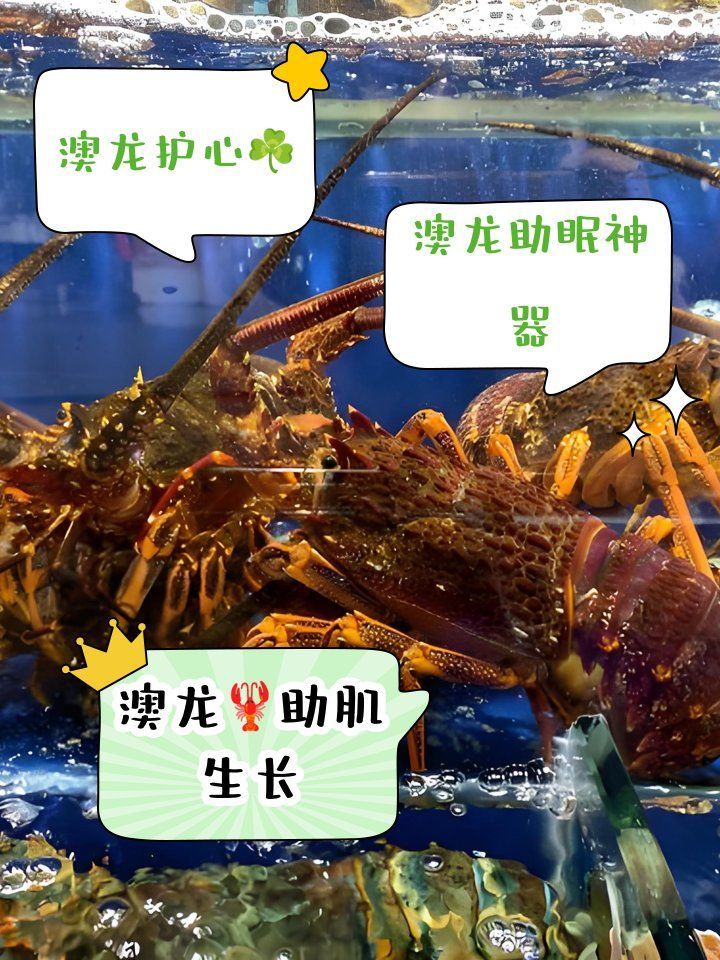 紅龍與澳龍的營養價值，澳洲龍蝦南橙挑水果，如何區分澳龍和紅龍哪個更受歡迎 紅龍與澳龍的營養價值，澳洲龍蝦南橙挑水果，如何區分澳龍和紅龍哪個更受歡迎 龍魚百科 第5張