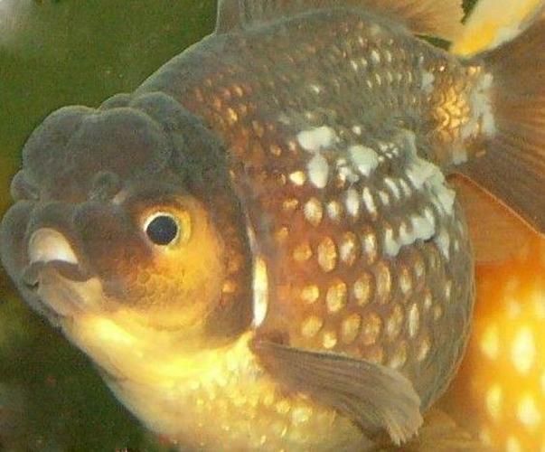 有哪些常見的魚病治療方法 有哪些常見的魚病治療方法 龍魚百科 第7張
