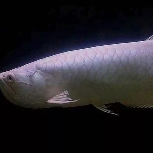 紅化白子銀龍魚的價格是多少？，如何辨別紅化白子銀龍魚的真偽？ 紅化白子銀龍魚的價格是多少？，如何辨別紅化白子銀龍魚的真偽？ 龍魚百科 第3張