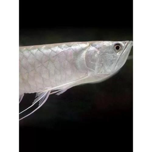 紅化白子銀龍魚的價格是多少？，如何辨別紅化白子銀龍魚的真偽？ 紅化白子銀龍魚的價格是多少？，如何辨別紅化白子銀龍魚的真偽？ 龍魚百科 第2張
