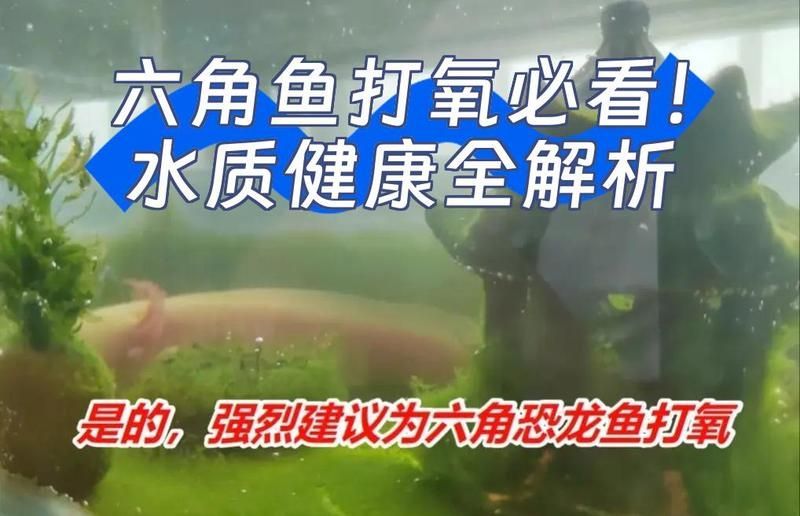 如何預防六角龍缺氧，墨西哥鈍口螈（墨西哥鈍口螈）缺氧的科學飼養指南 如何預防六角龍缺氧，墨西哥鈍口螈（墨西哥鈍口螈）缺氧的科學飼養指南 龍魚百科 第2張