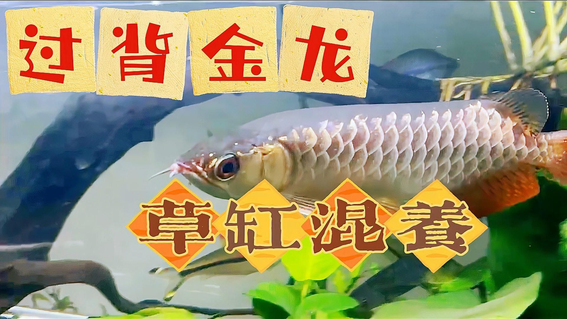 金龍魚和什么魚混養比較安全？，金龍魚和什么魚混養最漂亮，金龍魚混養搭配速查表 金龍魚和什么魚混養比較安全？，金龍魚和什么魚混養最漂亮，金龍魚混養搭配速查表 龍魚百科
