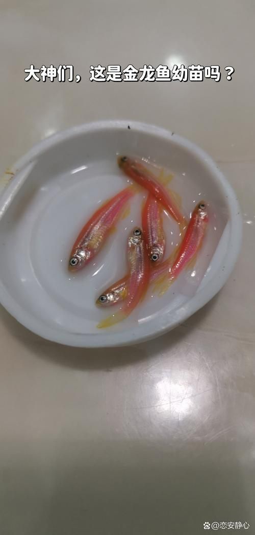 金龍魚最小幼苗圖片,金龍魚最小幼苗的價格是多少金龍魚最小幼苗的價格是多少 龍魚百科 第6張 金龍魚最小幼苗圖片,金龍魚最小幼苗的價格是多少金龍魚最小幼苗的價格是多少 金龍魚最小幼苗圖片,金龍魚最小幼苗的價格是多少金龍魚最小幼苗的價格是多少 龍魚百科 第6張