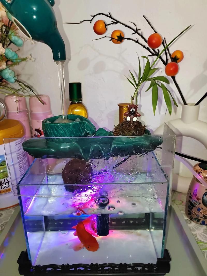 曼龍魚適合哪些類型的魚缸,如何設置曼龍魚的魚缸,推薦一些適合曼龍魚的魚缸設備 龍魚百科 第5張 曼龍魚適合哪些類型的魚缸,如何設置曼龍魚的魚缸,推薦一些適合曼龍魚的魚缸設備 曼龍魚適合哪些類型的魚缸,如何設置曼龍魚的魚缸,推薦一些適合曼龍魚的魚缸設備 龍魚百科 第5張
