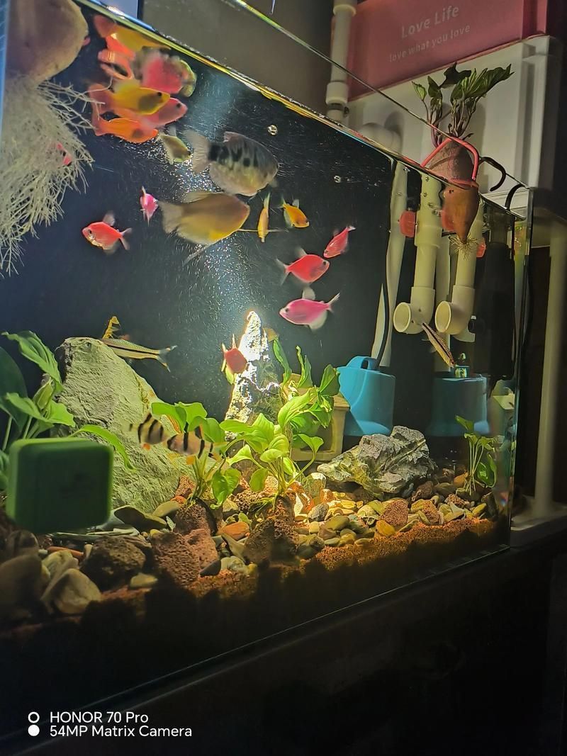 曼龍魚適合哪些類型的魚缸,如何設置曼龍魚的魚缸,推薦一些適合曼龍魚的魚缸設備 龍魚百科 第2張 曼龍魚適合哪些類型的魚缸,如何設置曼龍魚的魚缸,推薦一些適合曼龍魚的魚缸設備 曼龍魚適合哪些類型的魚缸,如何設置曼龍魚的魚缸,推薦一些適合曼龍魚的魚缸設備 龍魚百科 第2張