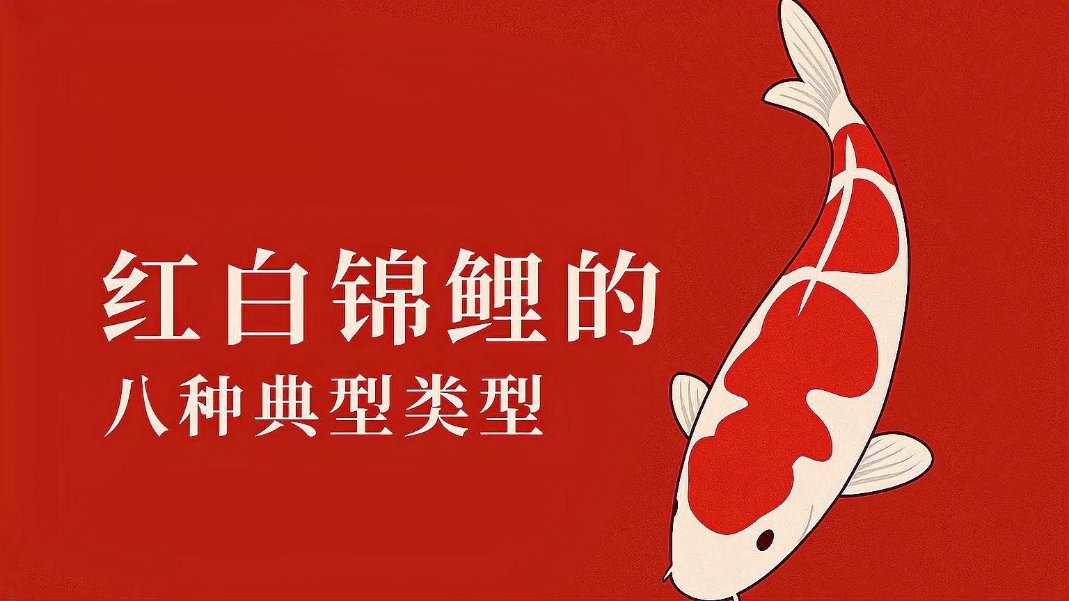 如何鑒別錦鯉的品質，如何鑒別錦鯉品質 如何鑒別錦鯉的品質，如何鑒別錦鯉品質 龍魚百科 第3張