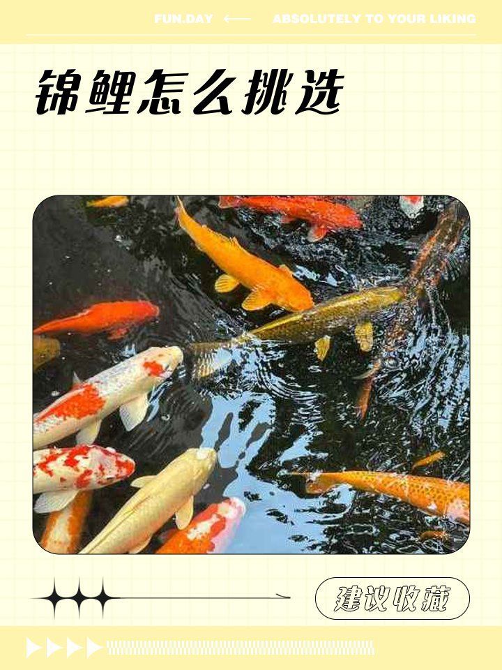 如何鑒別錦鯉的品質，如何鑒別錦鯉品質 如何鑒別錦鯉的品質，如何鑒別錦鯉品質 龍魚百科 第2張