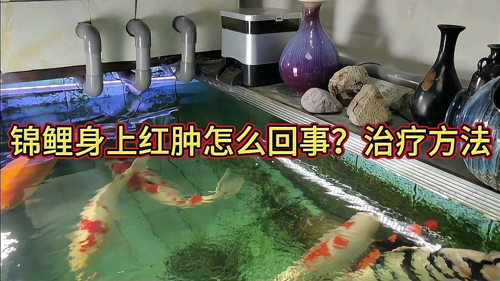 有哪些藥物可以治療魚體充血，如何治療魚體充血 有哪些藥物可以治療魚體充血，如何治療魚體充血 龍魚百科 第2張