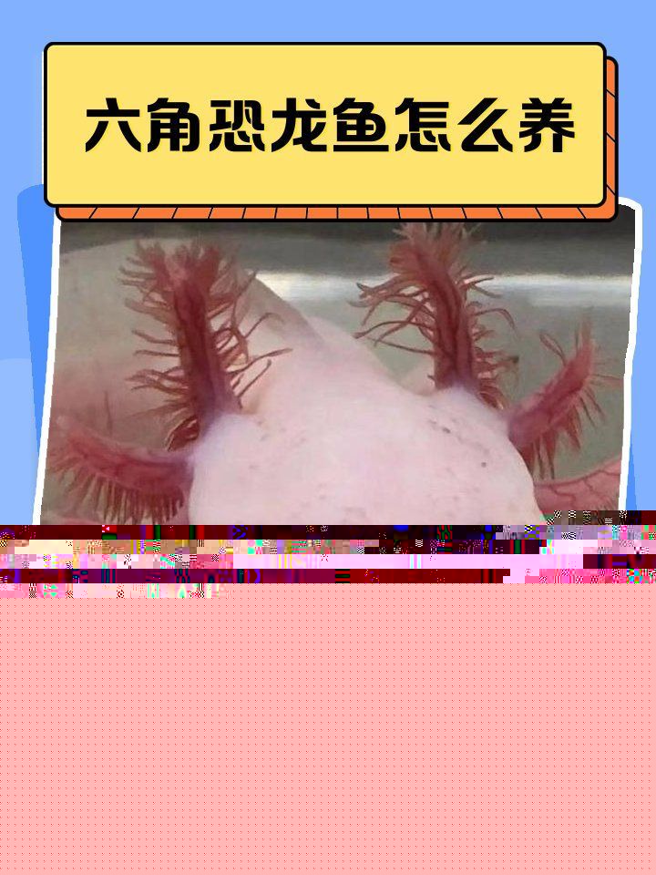 如何維持六角龍魚的水質清潔，六角龍魚的水質清潔 如何維持六角龍魚的水質清潔，六角龍魚的水質清潔 龍魚百科 第1張