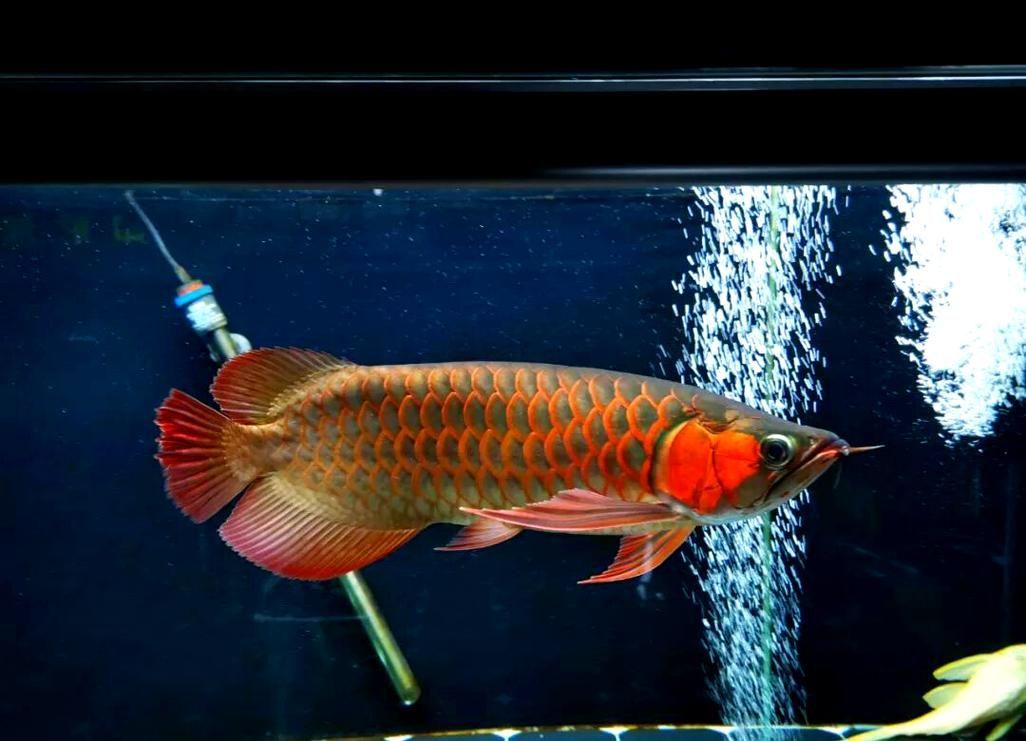如何選擇適合紅龍的燈光，如何選擇適合紅龍魚的燈光 如何選擇適合紅龍的燈光，如何選擇適合紅龍魚的燈光 龍魚百科 第1張