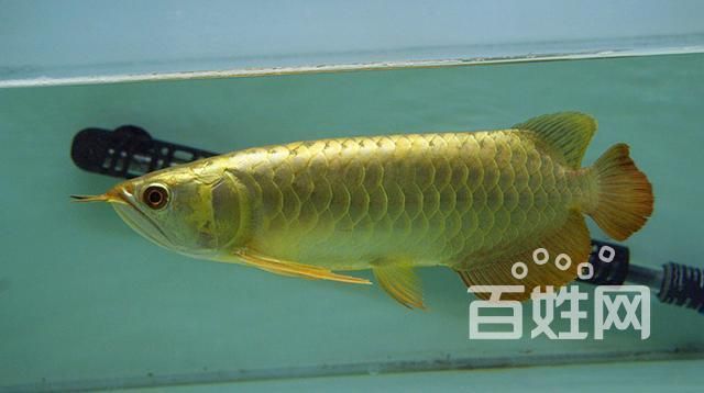 如何鑒別金頭過背金龍的真?zhèn)危绾舞b別金頭過背金龍的真?zhèn)?用戶要求詳解 如何鑒別金頭過背金龍的真?zhèn)危绾舞b別金頭過背金龍的真?zhèn)?用戶要求詳解 龍魚百科 第3張