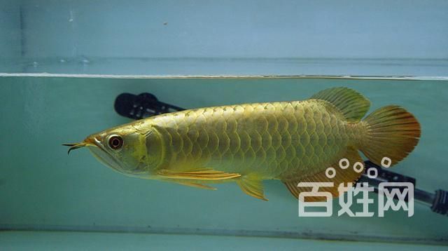 如何鑒別金頭過背金龍的真?zhèn)危绾舞b別金頭過背金龍的真?zhèn)?用戶要求詳解 如何鑒別金頭過背金龍的真?zhèn)危绾舞b別金頭過背金龍的真?zhèn)?用戶要求詳解 龍魚百科 第5張