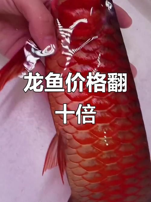 新會龍魚的市場價格是多少？ 新會龍魚的市場價格是多少？ 龍魚百科 第2張