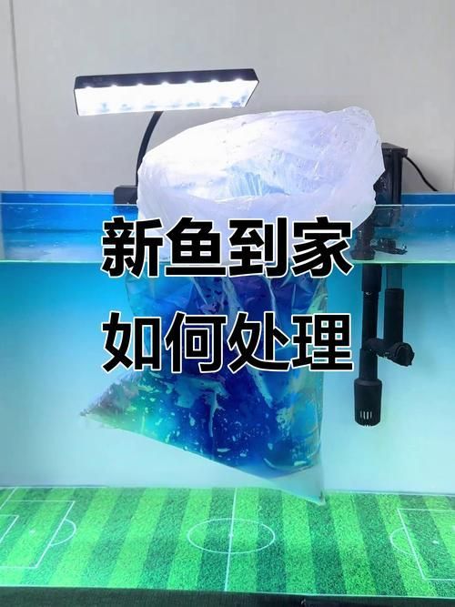 如何預防合缸交叉感染，合缸交叉感染的基本信息 如何預防合缸交叉感染，合缸交叉感染的基本信息 龍魚百科 第3張