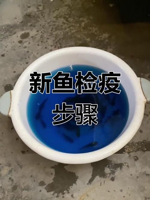 如何預防合缸交叉感染，合缸交叉感染的基本信息 如何預防合缸交叉感染，合缸交叉感染的基本信息 龍魚百科 第1張