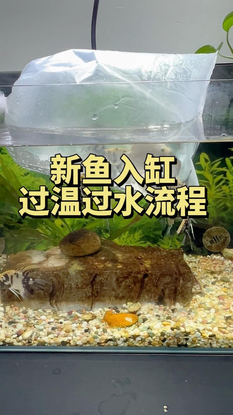 如何預防合缸交叉感染，合缸交叉感染的基本信息 如何預防合缸交叉感染，合缸交叉感染的基本信息 龍魚百科 第6張