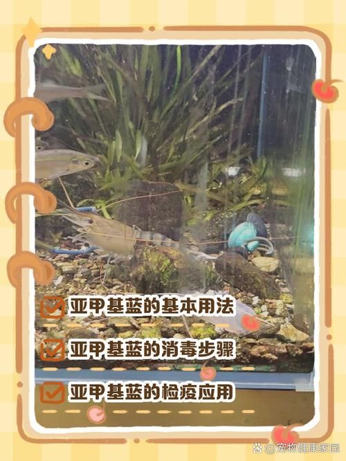 如何預防合缸交叉感染，合缸交叉感染的基本信息 如何預防合缸交叉感染，合缸交叉感染的基本信息 龍魚百科 第11張
