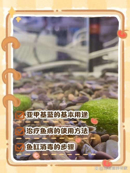 如何預防合缸交叉感染，合缸交叉感染的基本信息 如何預防合缸交叉感染，合缸交叉感染的基本信息 龍魚百科 第7張
