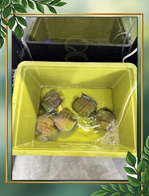 如何預防合缸交叉感染，合缸交叉感染的基本信息 如何預防合缸交叉感染，合缸交叉感染的基本信息 龍魚百科 第5張