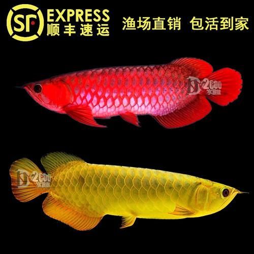辣椒紅龍有哪些品相等級？，辣椒紅龍的品相等級 辣椒紅龍有哪些品相等級？，辣椒紅龍的品相等級 龍魚百科 第6張