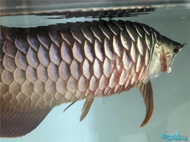 如何判斷龍魚是否處于炸鱗晚期？，如何判斷龍魚炸鱗晚期 如何判斷龍魚是否處于炸鱗晚期？，如何判斷龍魚炸鱗晚期 龍魚百科 第4張