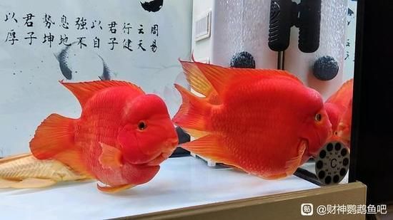 財神鸚鵡魚,財神鸚鵡魚的飼養指南表格,財神鸚鵡魚飼養指南表格 龍魚百科 第2張 財神鸚鵡魚,財神鸚鵡魚的飼養指南表格,財神鸚鵡魚飼養指南表格 財神鸚鵡魚,財神鸚鵡魚的飼養指南表格,財神鸚鵡魚飼養指南表格 龍魚百科 第2張
