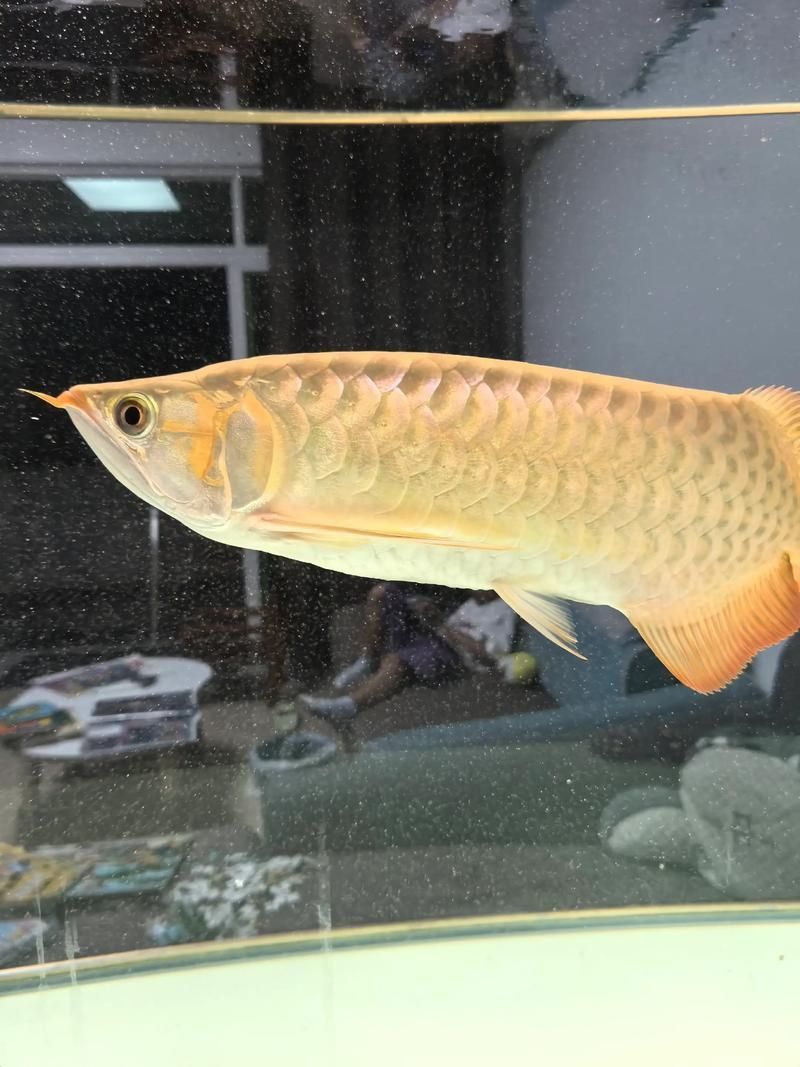 亞洲龍魚(yú)中哪個(gè)品種最貴？，亞洲龍魚(yú)中最貴的品種是辣椒紅龍，辣椒紅龍價(jià)格不菲 亞洲龍魚(yú)中哪個(gè)品種最貴？，亞洲龍魚(yú)中最貴的品種是辣椒紅龍，辣椒紅龍價(jià)格不菲 龍魚(yú)百科 第6張