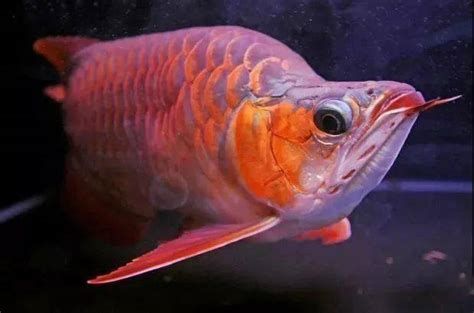 有哪些龍魚品種的須翹特征明顯？，龍魚品種的須翹特征是什么龍魚品種的須翹特征是什么 有哪些龍魚品種的須翹特征明顯？，龍魚品種的須翹特征是什么龍魚品種的須翹特征是什么 龍魚百科 第4張