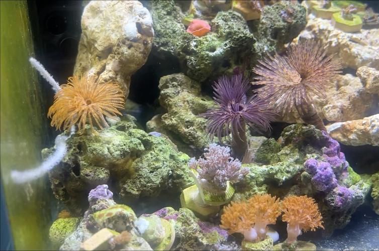 如何判斷魚缸底部白色膜是否為菌膜?,如何判斷魚缸底部白色膜是否為菌膜(1000字并配圖) 龍魚百科 第5張 如何判斷魚缸底部白色膜是否為菌膜?,如何判斷魚缸底部白色膜是否為菌膜(1000字并配圖) 如何判斷魚缸底部白色膜是否為菌膜?,如何判斷魚缸底部白色膜是否為菌膜(1000字并配圖) 龍魚百科 第5張