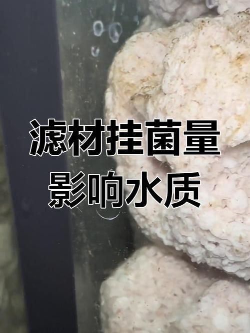 如何判斷魚缸底部白色膜是否為菌膜?,如何判斷魚缸底部白色膜是否為菌膜(1000字并配圖) 龍魚百科 第1張 如何判斷魚缸底部白色膜是否為菌膜?,如何判斷魚缸底部白色膜是否為菌膜(1000字并配圖) 如何判斷魚缸底部白色膜是否為菌膜?,如何判斷魚缸底部白色膜是否為菌膜(1000字并配圖) 龍魚百科 第1張