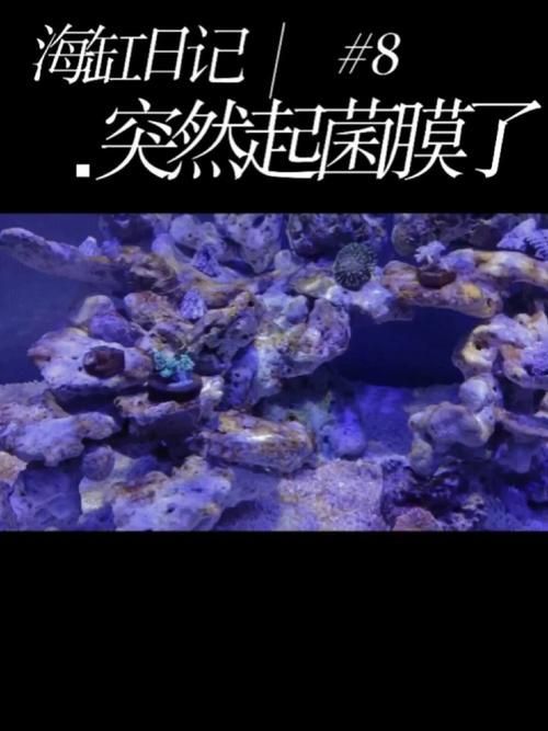 如何判斷魚缸底部白色膜是否為菌膜?,如何判斷魚缸底部白色膜是否為菌膜(1000字并配圖) 龍魚百科 第3張 如何判斷魚缸底部白色膜是否為菌膜?,如何判斷魚缸底部白色膜是否為菌膜(1000字并配圖) 如何判斷魚缸底部白色膜是否為菌膜?,如何判斷魚缸底部白色膜是否為菌膜(1000字并配圖) 龍魚百科 第3張