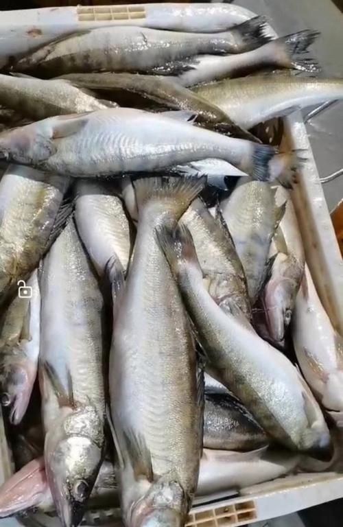 雪龍龍魚的市場價格如何，雪龍魚的市場價格如何 雪龍龍魚的市場價格如何，雪龍魚的市場價格如何 龍魚百科 第5張